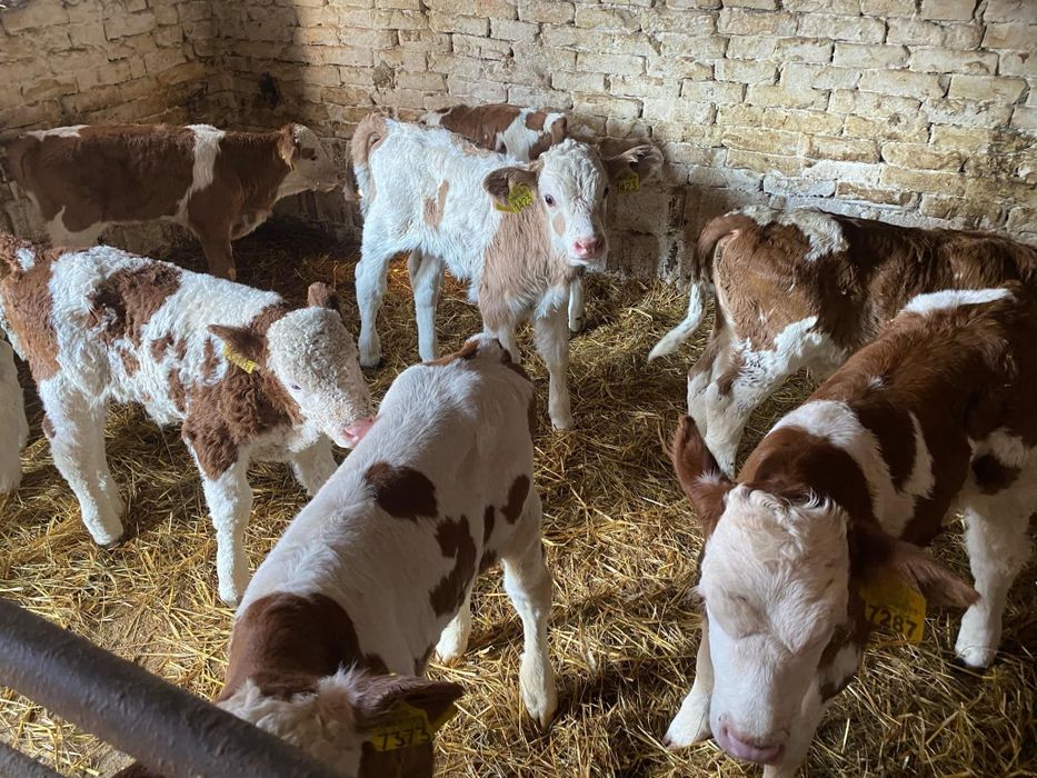 Vând vitei baltata românească