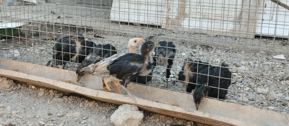 Gigant qora shaxzoda tovuqlari va joʻjalari sotiladi