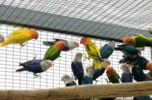 Agapornis Fischer maturi diferite culori