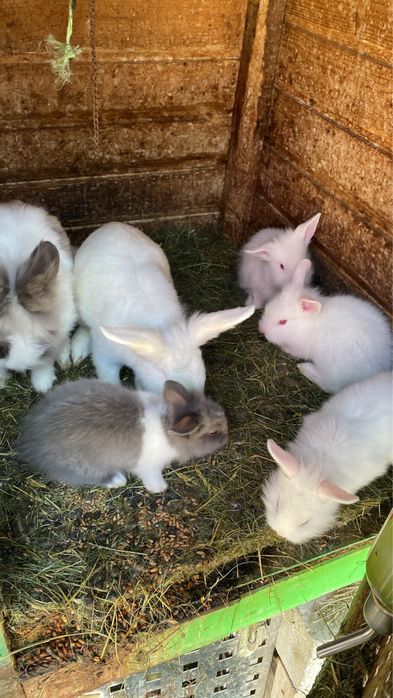 Vand iepurasi de rasa