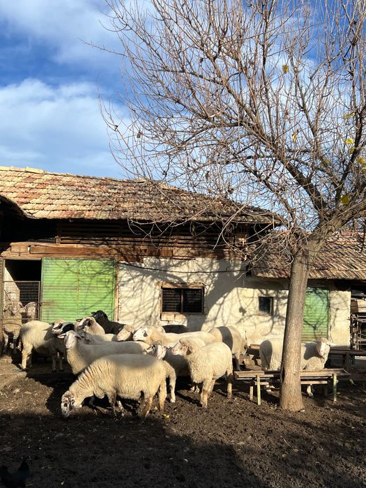 Продавам овце и кочове