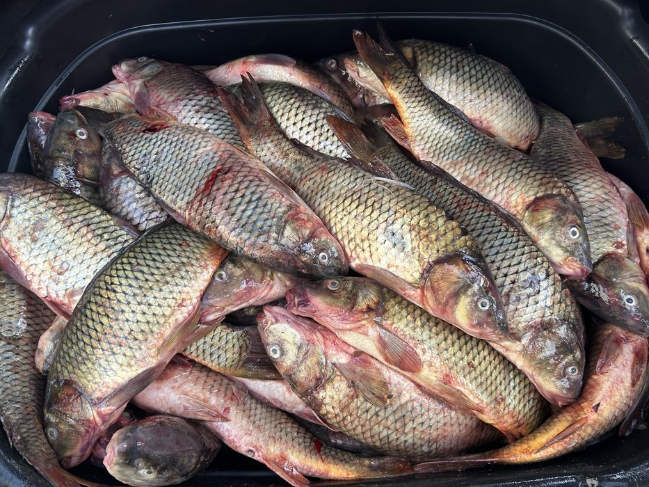 Свежая рыба Шардара