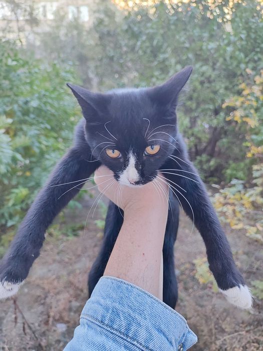 Котик 6  месяцев
