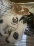 Donatie pui pisica
