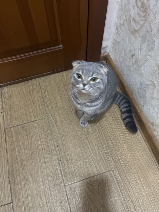 Отдам котенка в хорошие руки