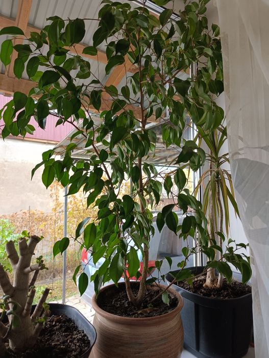 Фикус Бенджамена комнатное растение