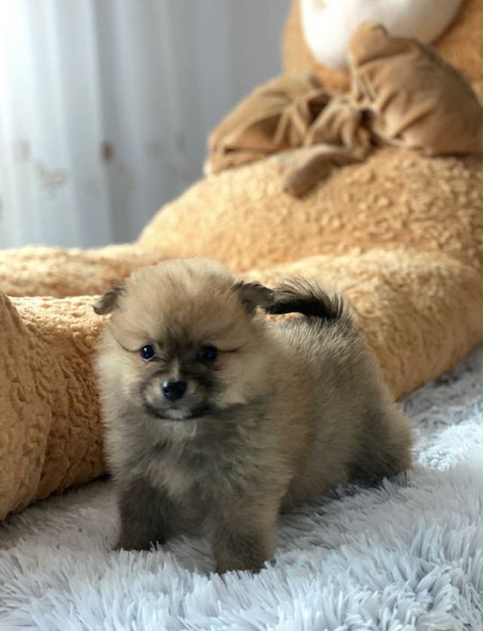 Pui spitz pomeranian superbi