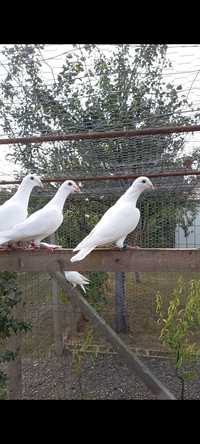 Porumbei albi pentru evenimente