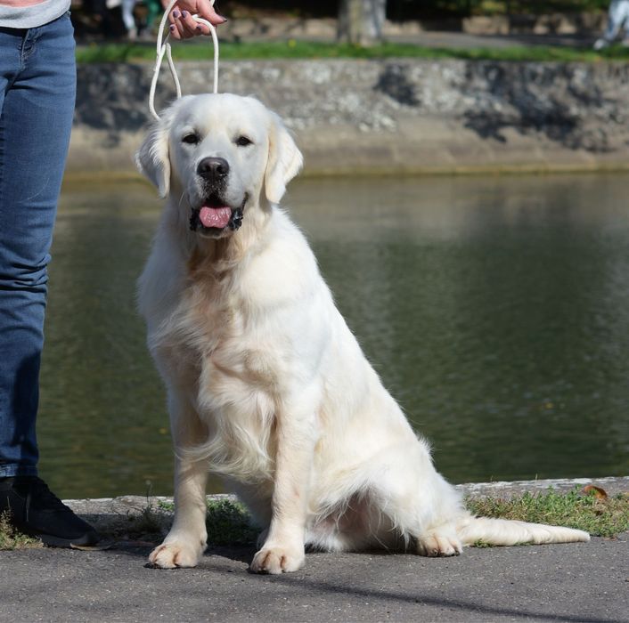 Femela golden retriever cu pedigree