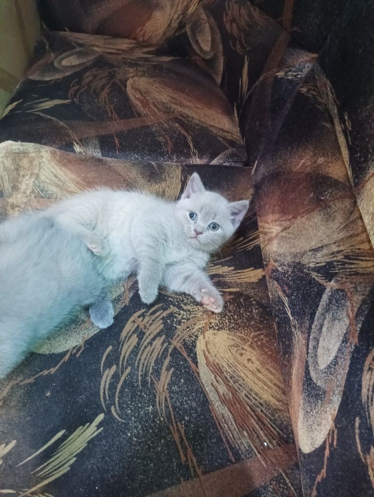 Продавам малки котета Британска синя късокосместа.