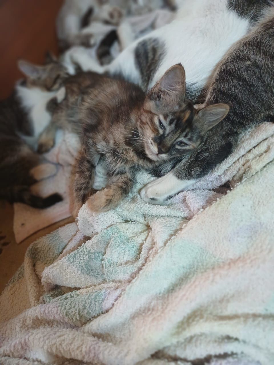 Котята бесплатно