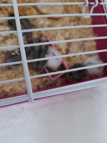 Hamsteri pitic siberian 5 saptamani