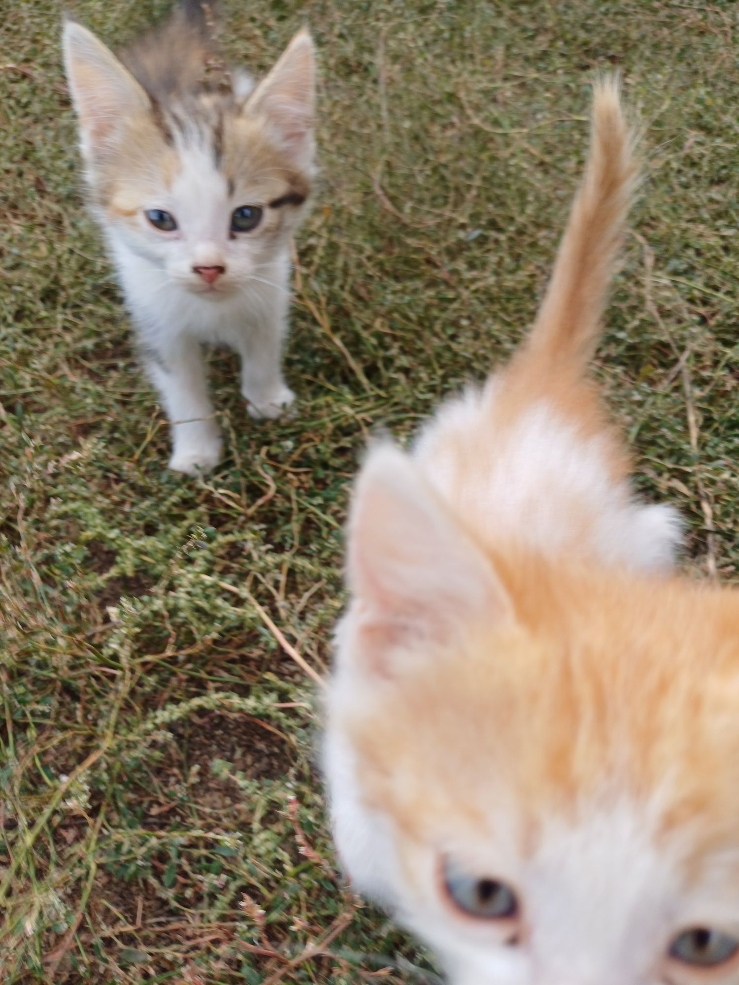 Котята рыжие Жанаконыс