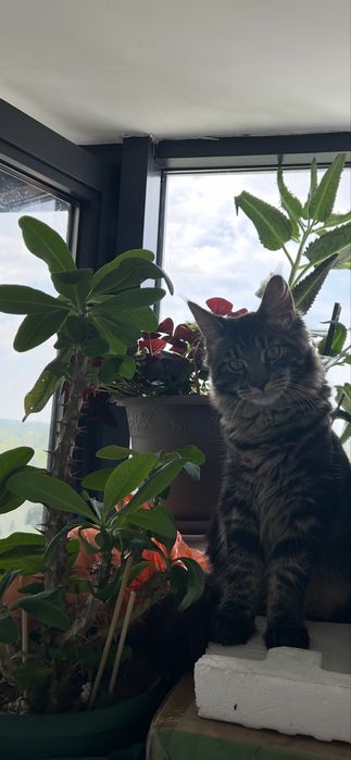 Котята породы Мейн кун