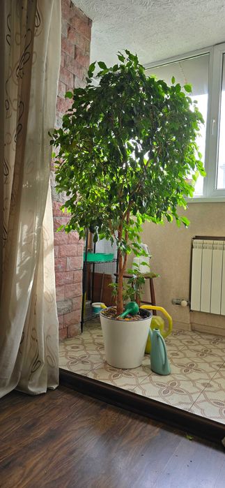 Продам великолепный фикус