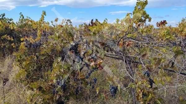 Продава се Парцел в с. Оризари, Област Пловдив - 31000 кв.м за 5 €/кв.м - Снимка #2