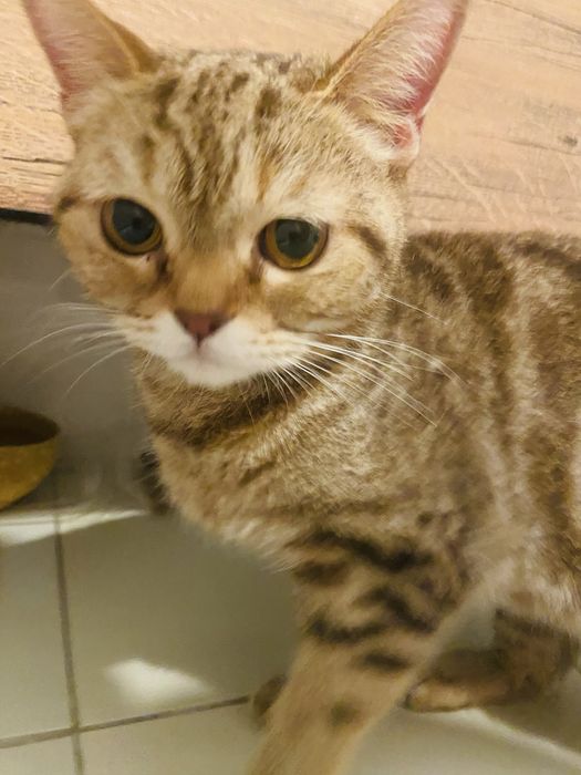 Кошечка ищет дом