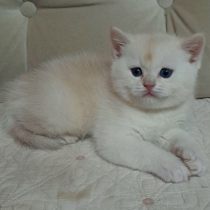 Продаются два шикарных мальчика шиншилла,скотишстрайт.