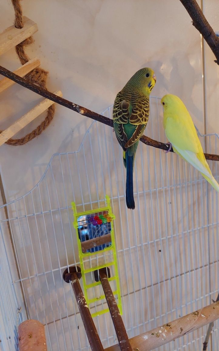 Vând 3 papagali peruși: galben, verde și gri-mov