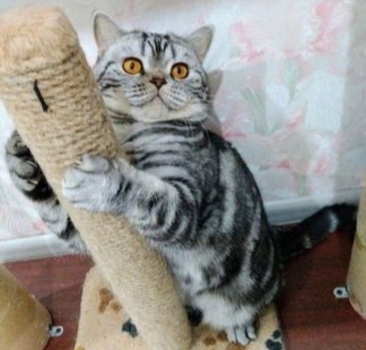 Вязка опытный кот