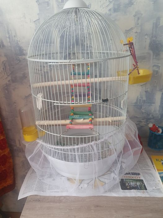 Продам попугай Карелла