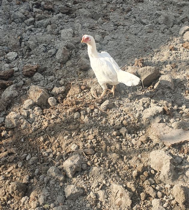 Oq dakan mokionla sotiladi