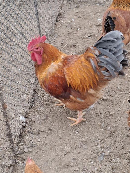 Vând familie găini New Hampshire 8+1