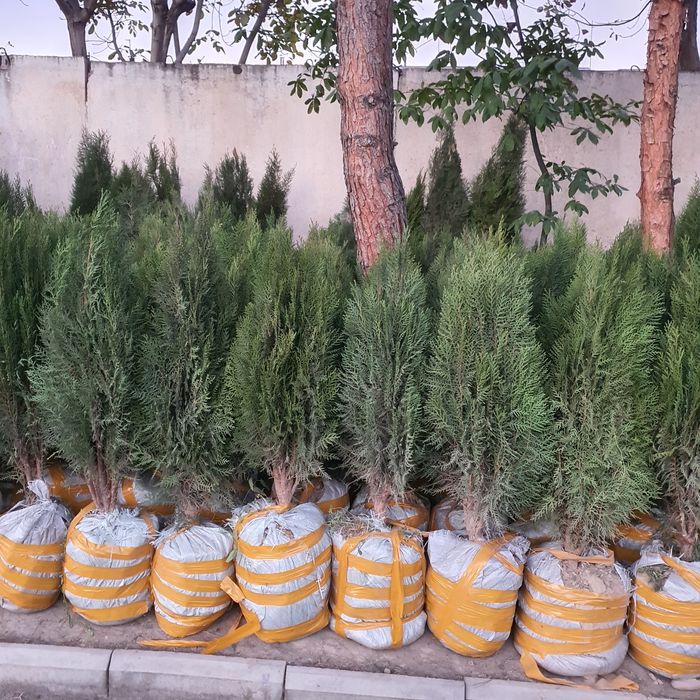 Кипарис маржвеник туя крим сасна арча archalar бошка дарахт келиштирил