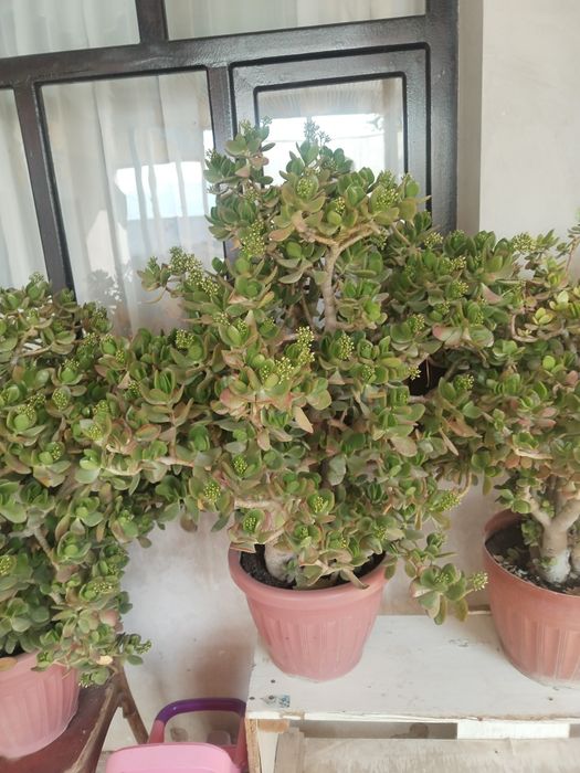 Dollor gullar sotiladi. Доллар продаётся.