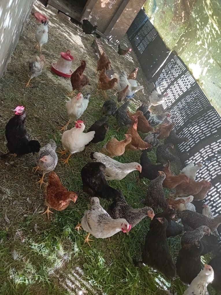 De vanzare pui de casa și rasa mixta