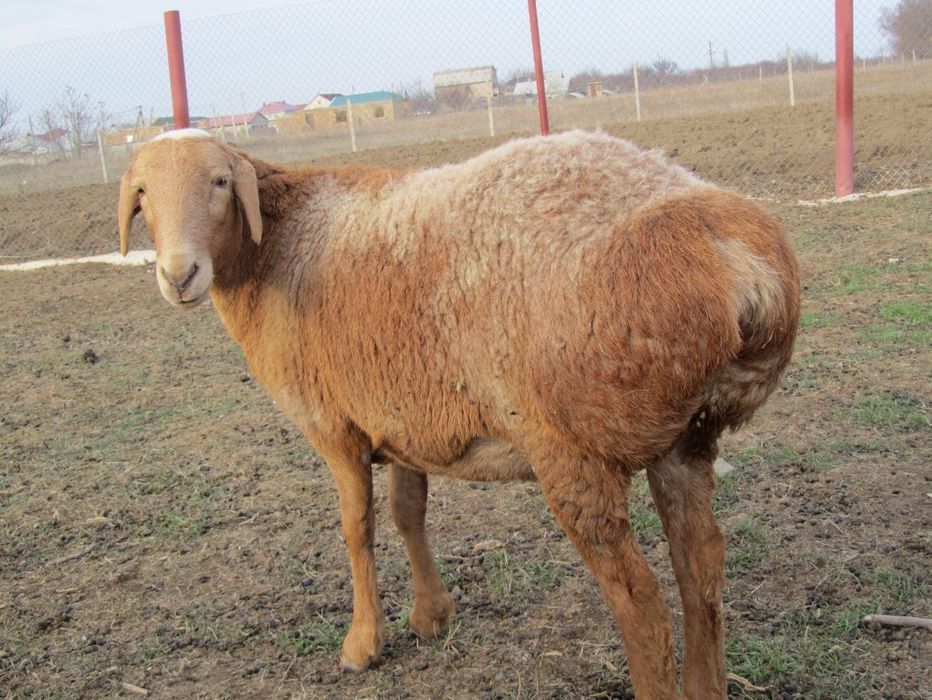 Продам хорошего барана