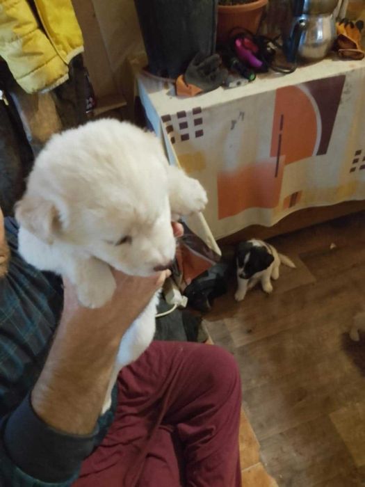 dau spre adoptie catei
