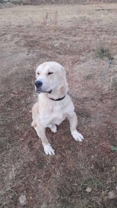 Продаётся Алабай