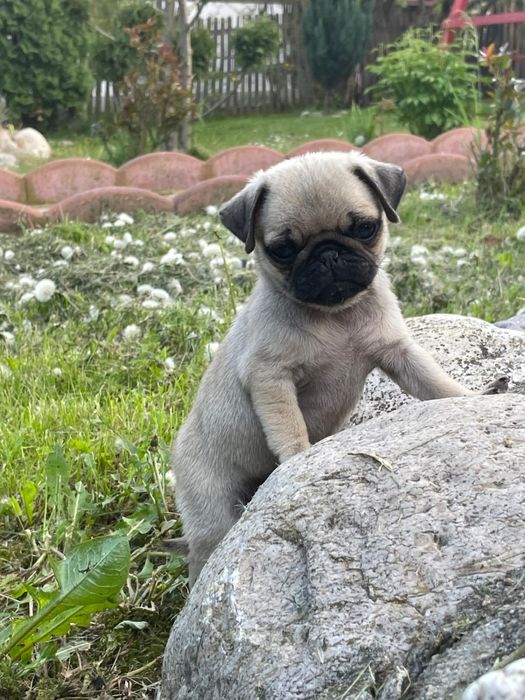 Vand Pug Mops Carlino