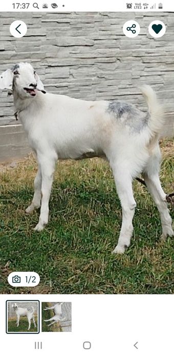 Каза молочная каза