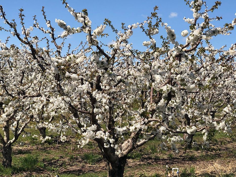 Servicii peisagistica, întretinere,tăieri pomi fructiferi/arbust/flori
