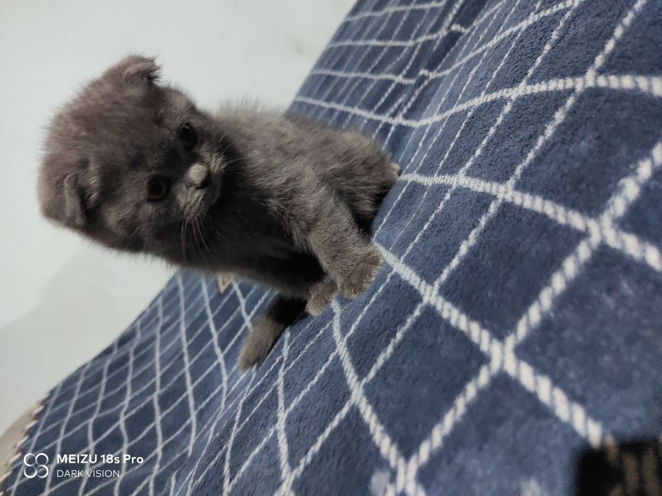 2 ойлик скотиш фолд киз бола тозза парода