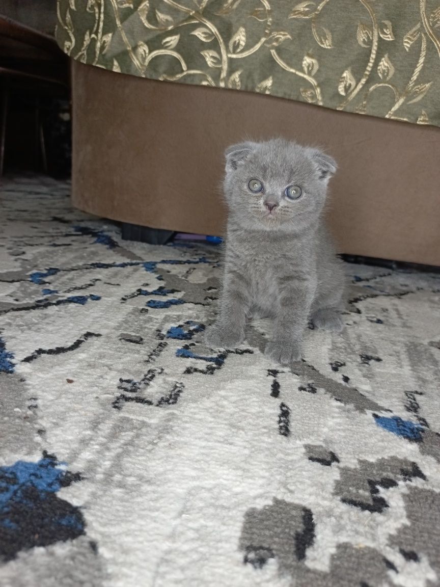 Шотландские котята