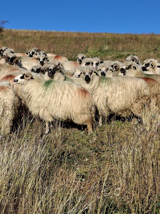 Vând 60 oi tinere pe ales