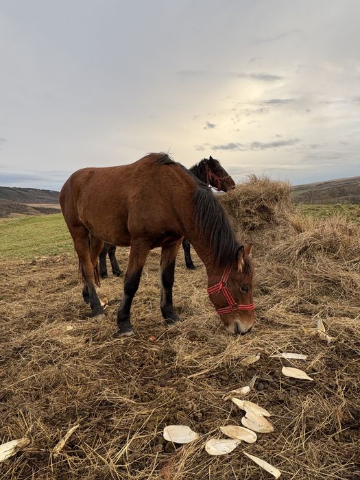 Vand doi manji 1 an 7 luni 2 ani 7 luni