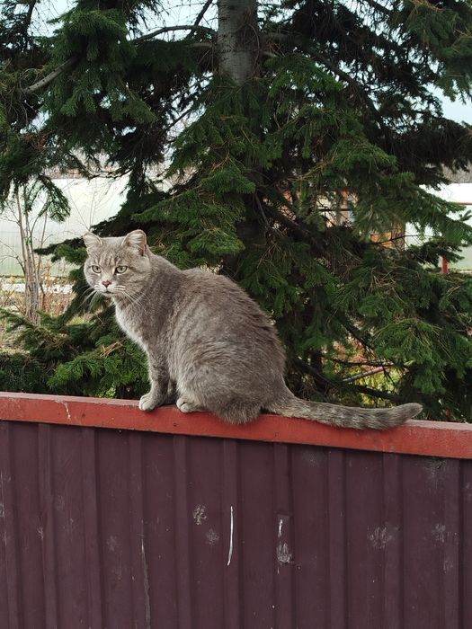 Котёнок ищет дом