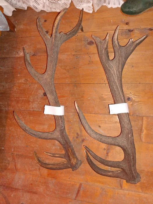 Coarne de cerb lepadate