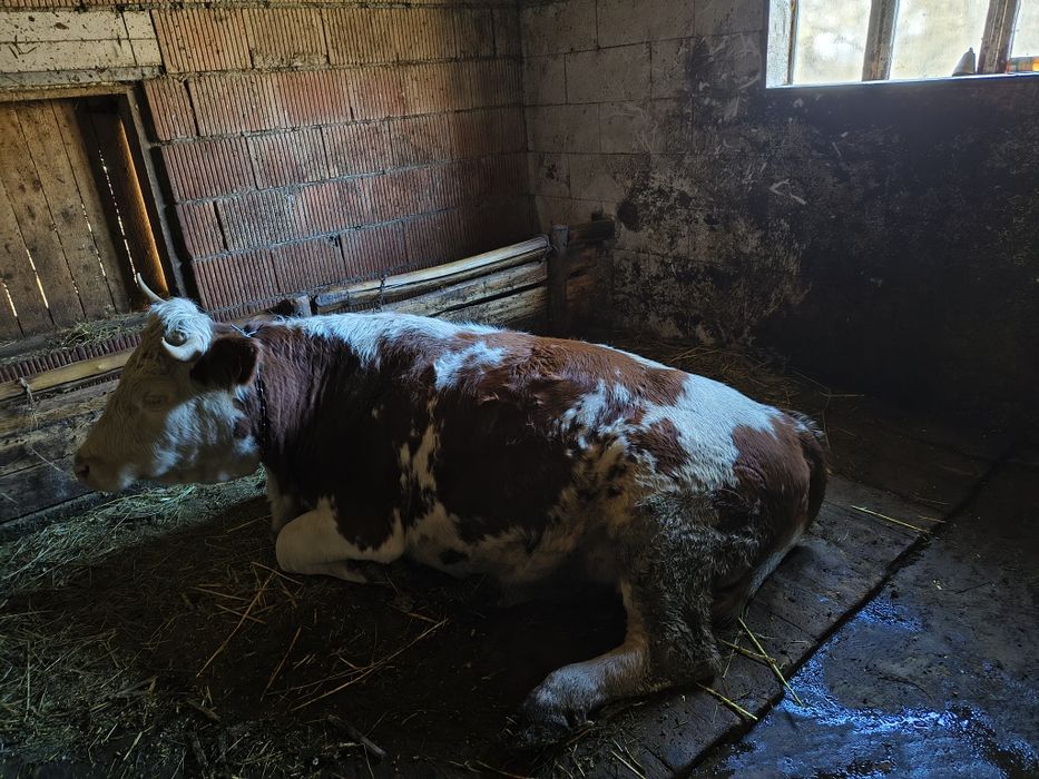 Vaca și juninca de vanzare