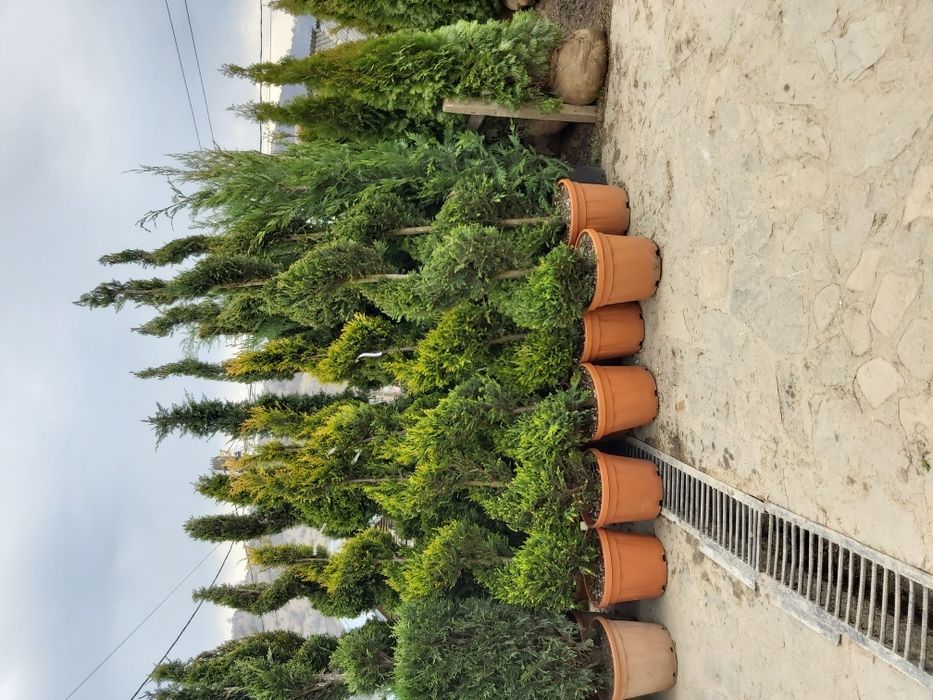 Vand tuia smarald columna braband scharocheti lelandy magnolia spirale