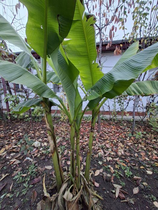 Vând bananier musa tropicana