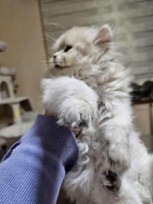 Родословно момиче британска  синьо злато