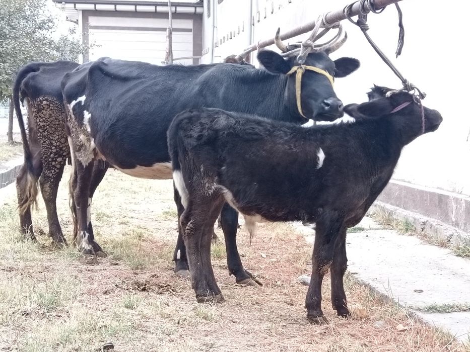 Ona bola bolasi buqa + bugoz onasi