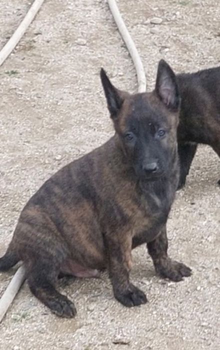 Малки белгийски/холандски овчарки