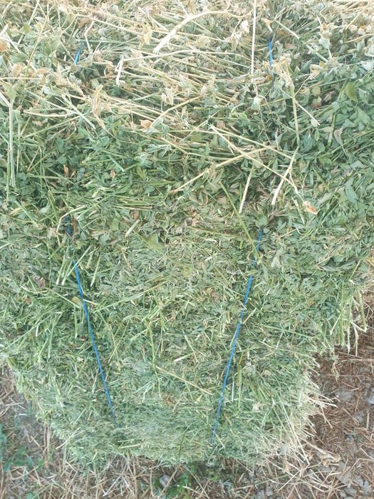Balotii de lucernă, Floarea soarelui și Orz