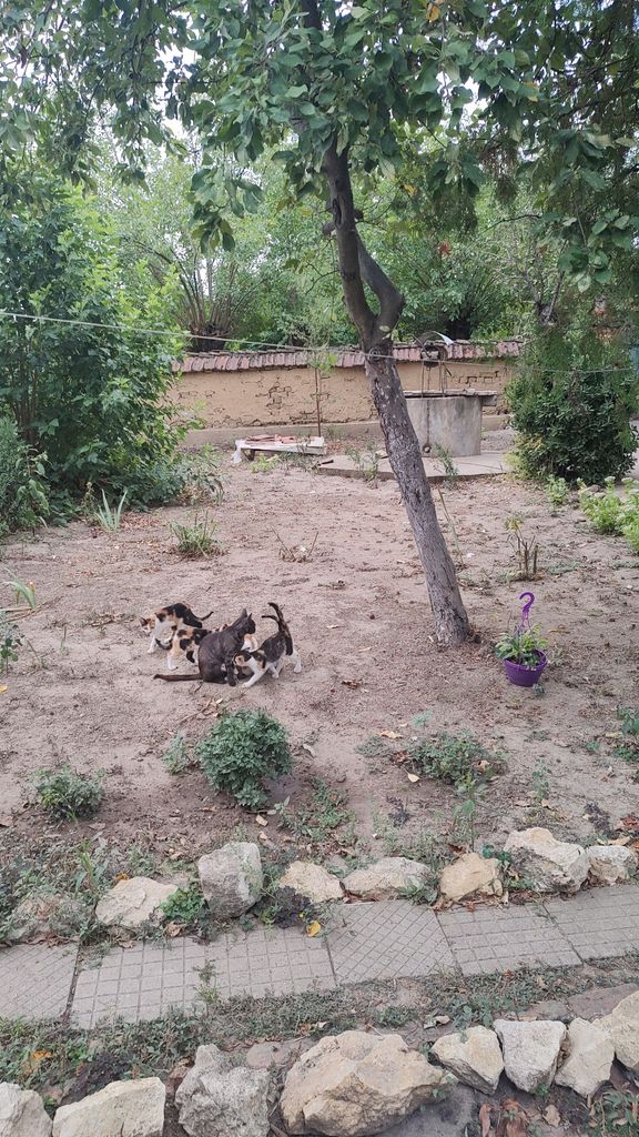 Продава се Къща в Враца, Квартал 103 - 34 кв.м за 300 €/кв.м - Снимка #3
